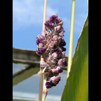Thalia dealbata (fam. Marantacees) (sud-est USA) (Parc de la tete d'or) (3)